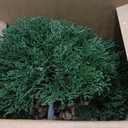 Artificial Bonsai Tree Juniper Faux Plants Indoor Small Fake Plants Decor with Ceramic Pots for Home Table Office Desk Bathroom Shelf Bedroom Living Room Farmhouse Decorations