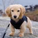 Gooby Fleece Vest Dog Sweater - Black, X-Large - Warm Pullover Fleece Dog Jacket with O-Ring Leash 