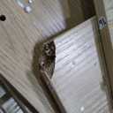 LIKIMIO 78.7" Farmhouse Dining Table for 6-8 People, Extra Thick Wood Top with 2 Hidden Adjustable Storage Drawers, Modern Woven Rattan Table for Dining Room, Kitchen, Living Room, Rustic White