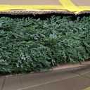 3FT Artificial Cedar Topiary Tree for Outdoor & Indoor Use UV Rated Faux Cedar Tree in Planter, Fake Plants for Outdoor Planters & Indoor Decor, Ultra Realistic Artificial Shrubs (2 Pack)