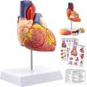TYRRDE 2X Life Size Anatomical Heart Model  Human Heart Model Anatomy with 49 Structures, 4 Detachable Parts, Strong Magnetic Assembly, Accurate Details, on Base  for Medical Teaching & Science Learning(dark red) (yellow)