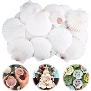 30PCS Scallop Shells for Crafts 2''-3'' Natural White Large Shells Decoration for DIY Craft Painting, Home Decor, Baking and Beach, Wedding Party Decoration