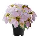 ZYZEV 14" Poinsettias Artificial Christmas Flowers 9 Heads Faux Poinsettia Plants for Home Porch Garden Office Indoor Outdoor Christmas Decorations Pink