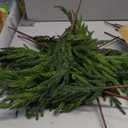 HIKISS 16 Pcs 24 Inch Realism Artisan-Crafted Norfolk Pine Branch - Artificial Christmas Greenery Stems with Lifelike Color Faux Cedar Pine Picks for Garland Wreaths Vases & DIY Indoor/Outdoor Dcor