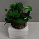 AlphaAcc Artificial Plants Potted Real Looking Small Faux Plant with Rustic Black Cement Planter for Kitchen Office Desk Bookshelf Decor (Ficus Plant)