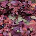 24 lnch Artificial Fall Wreath for Front Door, Large Autumn Wreath with Maple Bay Grape Leaves Berries Fall Door Wreaths for Indoor Outdoor Farmhouse Home Porch Wall Window Thanksgiving Wedding Decor