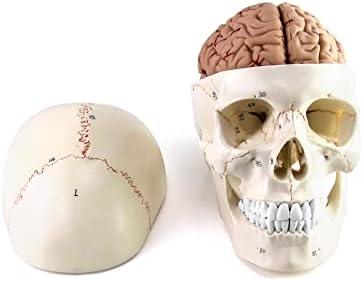 QWORK Human Skull and Brain Anatomy Model, 11 Parts, Life Size, Numbered, Anatomically Accurate, for Science Teaching Learning