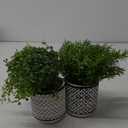 Winlyn 2 Pack Small Potted Eucalyptus Plant Artificial Plants Green Boxwood Rosemary Greenery in Modern Concrete Plant Pots