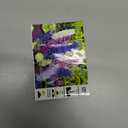 Seeds Butterfly Bush Giant Mix Buddleja Perennial Flowers for Planting 1000 Seeds