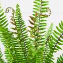 Nearly Natural 3ft UV Resistant Artificial Boston Fern Potted Plant Real Touch Leaves Indoor Outdoor