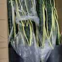 Crowye 4 Pack 3.15 Ft Tall Artificial Snake Plant Faux Sansevieria Plant Large Fake Snake Bulk in Pot for Home Office Housewarming Gift