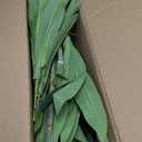 Dracaena Plant Artificial Tree 4Ft Tall Fake Tropical Floor Plants Potted (Real Touch) Artificial Silk Tree Leaf Faux Trees Black Tall Planter for Home Office Living Room Indoor Outdoor Decor