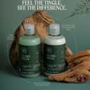 Tea Tree Special Shampoo, Deep Cleans, Refreshes Scalp, For All Hair Types, Especially Oily Hair (10.14 Fl Oz (Pack of 1))