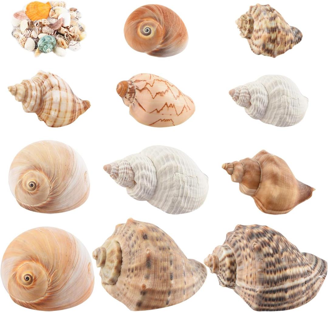 11PCS Hermit Crab Shells | Natural Sea Conch Size 1.5"-3.5" | Growth Turbo for Small to Medium and Large CrabsSaltwater Hermit Crab Supplies and Sea Shell for Beach Decor,Get 1 Pack of Small Shells