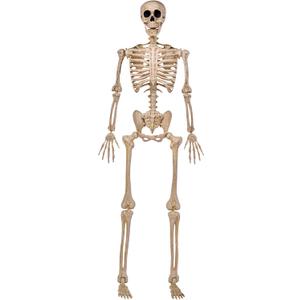 JOYIN 5 FT Halloween Skeleton Life Size, Stayable Posable Skeleton Decor, Full Body Movable Joints Giant Skeletons for Halloween Decoration Outdoor, Haunted House Prop, Spooky Scary Graveyard Party (White, M)