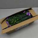 Artificial Flowers Fake Plants for Outdoors Spring Decoration, 13Bundles Silk Realistic UV Resistant Faux Flowers for Outside Planter Porch Yard Patio Garden Home Indoor, Purple