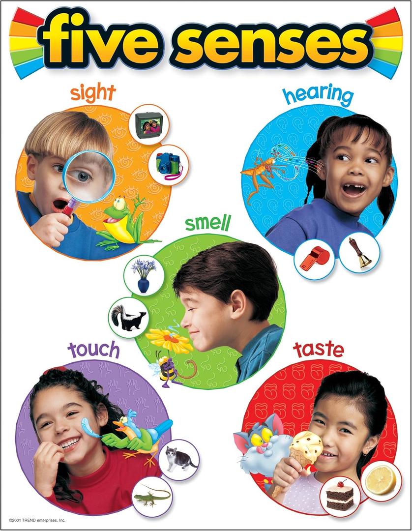 TREND Five Senses Learning Chart, Classroom Decor, 17" x 22"