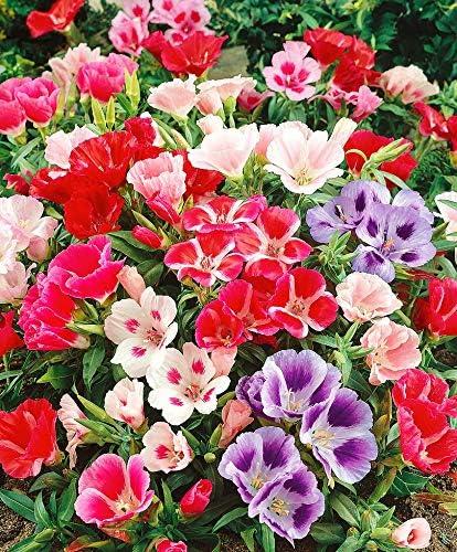 8 x 300+ Seeds Satin Flower Mix Godetia Clarkia - Flower Multicolor