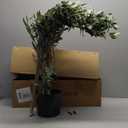 Artificial Olive Tree, 5ft Tall Fake Olive Leaves Plant with Basket, Indoor Outdoor Faux Olive Topiary Silk Tree for Home Livingroom Office House Dcor