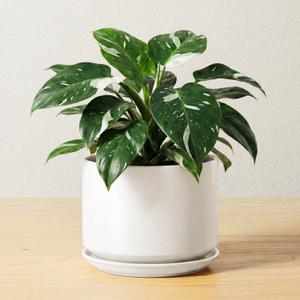 LE TAUCI Ceramic Pots for Plants, 6.8 Inch Plant Pots with Drainage Hole & Saucer, Modern Planter for Indoor Plants, Stable & Durable, Perfect for Living Room or Office Decor, White