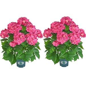 QIANYUN Artificial Hydrangea Tree 29" Tall (Set of 2), Faux Pink Hydrangea Plant in Pot, Realistic Artificial Plant for Indoor Outdoor Porch, Patio, Balcony Decor
