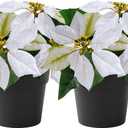 WOBUBU Mini Poinsettias Artificial Plants 2 Pack 9" Faux Small Christmas Flowers in Pot for Home Office Tabletop Indoor Christmas Decorations White