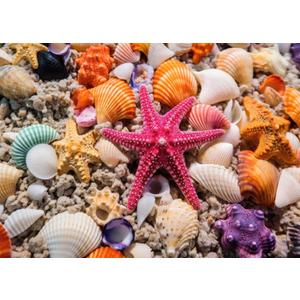 HUADADA Jigsaw Puzzles for Adults 1000 Pieces, Beach Shells Interlock Perfectly Letter on Back No Dust, Home Decor Birthday Party Toy for Men Women Elders Seniors (27.5"x19.6"), 1:1 Poster