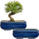 Villa Como Succulent Planters Bonsai Pots for Live Bonsaii Trees Set of 2, 8.7" Large Ceramic Shallow Pot for Succulents Indoor with Drainage Hole, Outdoor Cactus Plant Bonsai Pots, Ceramic Flower Pot