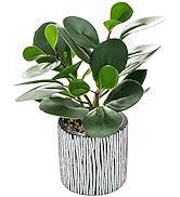 AlphaAcc Artificial Succulents Plants Decor Greenery Fake Succulents Indoor Potted Fake Plant with Rustic Black Clay Planter for Farmhouse Room Bathroom Bedroom Kitchen Office Dese Coffee Table Decor (12.8" H)