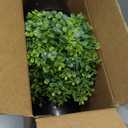 Set of 2 Artificial Boxwood Topiary Trees for Front Door - Faux Realistic Greenery Potted Plants, Fake Outdoor UV-Resistant Bushes with Pots for Porch,Farmhouse,Home,Garden Decor