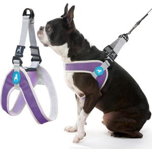 Gooby Simple Step in III Harness - Purple, Large - Small Dog Harness with Scratch Resistant Outer Vest - Soft Inner Mesh Harness for Small, Medium Dogs, Size: Large chest (18.5∼23.75")