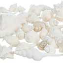 Nautical Crush Trading Seashells - White Real Mixed Beach Seashells (1lb) Shells for Crafts Ocean Decor Beach Party Decorations Seashell Decor  Large Shells Crafts