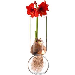 2 Pcs Glass Bulb Vase 11 Inches Tall Flower No Messy Soil Bulb Forcing Bud Clear Tall Glass Vases for Small Plant Table Centerpieces Wedding Birthday Party Decorative Supplies