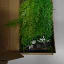 Green Aquarium Cover Plant, Great Looking Foreground Aquarium Plant 2 Inch Tall