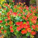 Grunyia 12 Bundles Artificial Flowers for Outdoors, UV Resistant Fake Flowers with Plastic Plants, Faux Flowers for Outside Window Box Front Porch Hanging Planter Decor(Orange Red)