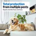 Amazon Basics Preventative Flea and Tick Topical Treatment for Medium Dogs (23-44 lbs), Up to 30 Days Protection, Fast Acting, 6 Counts