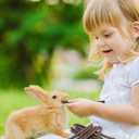 Apple Sticks,Premium Wooden Chew Stick Toys,250g Natural Apple Sticks for Guinea Pigs,Rabbits,Hamsters,Gerbils,Chinchillas and Small Rodents