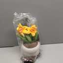 Russ Greenhouse 12-Inch Daffodil Plush - Seasonal Official Jazwares Plush - Ages 3+