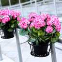 Set of 2 Artificial Flowers Potted for Outdoor, Pre-Made Faux Geranium Plants in Pots UV Resistant Pink Silk Fake Flower Large Potted Plant for Gardens Yards Patios Paths Home Decor - Pink