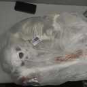 5.4Ft Posable Halloween Skeleton with Dog Cat Skeleton for Halloween Decor, 65IN