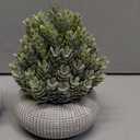 2 Pack Small Fake Plants in Cement Planter for Bathroom Decor, 6.1/5.7 Inch Artificial Plants Indoor, Small Faux Plants Indoor for Home Room Bedroom Farmhouse Kitchen Office Decor