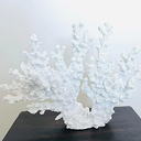Beautiful White Coral Branch Decor: Add a touch of the ocean to your home or aquarium with this stunning white coral branch. Made of high-quality