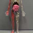 CHMYWJ Glow-in-the-Dark Human Body Anatomy Model Science Skeleton Kits Model for Kids Contains 40 Skeleton Toy with Removable Bones and Organs STEM Educational Toys for Kids, Festival and Birthday Gifts