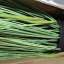 Faux 4ft 2-Pack Horsetail Reed Grass with Green Spikes, 48in Tall Indoor Outdoor Fake Grass in Pot, Home Office Decorative Artificial Plant & Greenery, Wedding Decor Bristlegrass