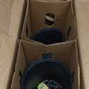Bonnie Plants Ghost Pepper, Live Plant, 1 Gal., 2-Pack