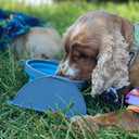 Loving Pets Bella Roma Collapsible Dog Bowls - Silicone Dog Bowls, Foldable Bowl, Puppy Essentials & Hiking Pet Supplies Great for Home & Travel (Blue, Small)