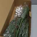 zjlmit 12 Pack Artificial Norfolk Pine Branches 17.7" Christmas Artificial Pine Stems with White Berry Stems Fake Pine Needles Picks for Vase DIY Crafts Garland Wreath Xmas Indoor Home Decor