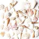 Super Z Outlet Sea Shells Mixed Beach Seashells - Various Sizes up to 2" Shells -Bag of Approx, 50 Seashells