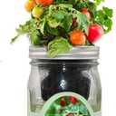 Hydroponic Tomato Growing Kit, Self-Watering Mason Jar Tomato Garden Starter Kit Indoor, Grow Tomatoes from Organic Seeds (Sweetie Cherry Tomato)