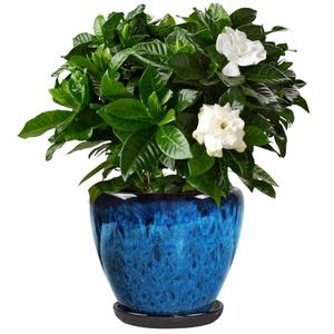 Xoogifae Ceramic Plant Pots with Saucer,8 inch Glaze Planters for Indoor Plants with Drainage Holes, Decorative Flower Pots Outdoor, Modern Orchid Pots for Home Room Decor